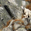 Mountain Goat