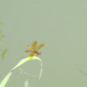 Eastern Amberwing