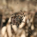 European garden spider