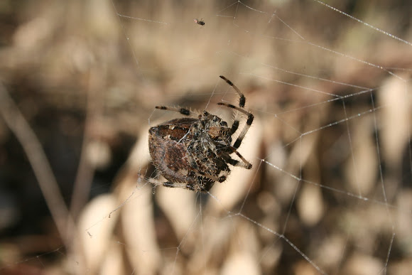 Spotting Image 1