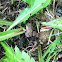 American toad
