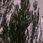 Poplar