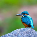 Common Kingfisher