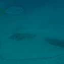 Cowtail Stingray