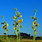 Compass Plant