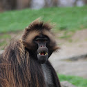 Gelada baboon