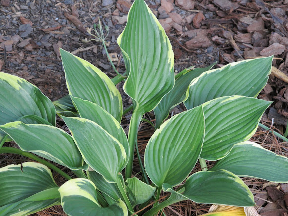 Spotting Image 1