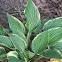 Hosta