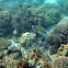 Green sea turtle