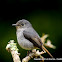 Little Pied Flycatcher (F)