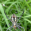Spider