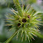 Common Hemp-nettle