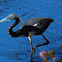 Tricolored Heron