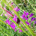 Six Spot Burnet moth