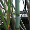 Sugar cane