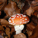 Fly amanita