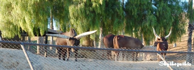 [DSC_89292008_08_19[13].jpg]