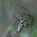 Golden Orb Weaver (female)
