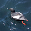 Pigeon Guillemot