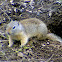 Wyoming Ground Squirrel