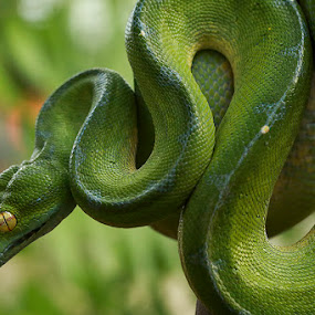 Green tree python by Sugeng Sutanto - Animals Reptiles ( snake, reptiles, animals, reptile, snakes, animal )