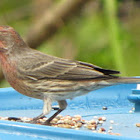 House finch