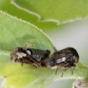 Leafhoppers