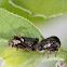Leafhoppers