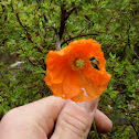 Iceland Poppy