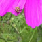 Garden Spider