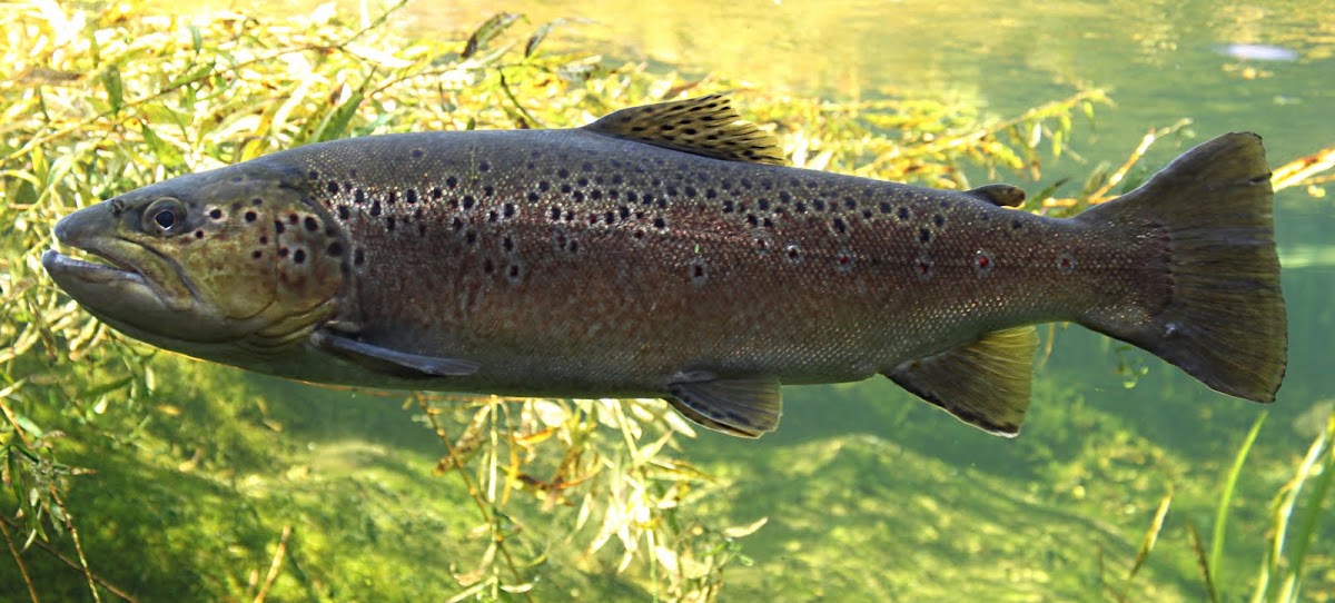 Marble trout