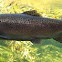 Marble trout