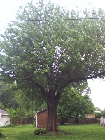 Spotting Image 1