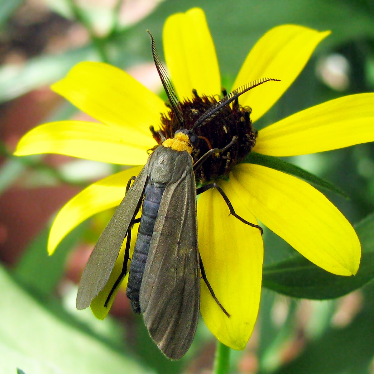 Yellow-collared Scape Moth