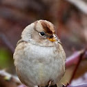 Juvenile White-crowned Sparrow