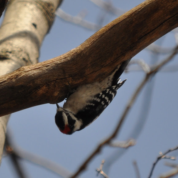 Spotting Image 1