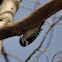 Downy Woodpecker