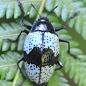 Pleasing Fungus Beetle