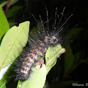 Moth Caterpillar