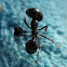 Giant ant with head of other ant locked on leg