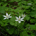 Star of Bethlehem