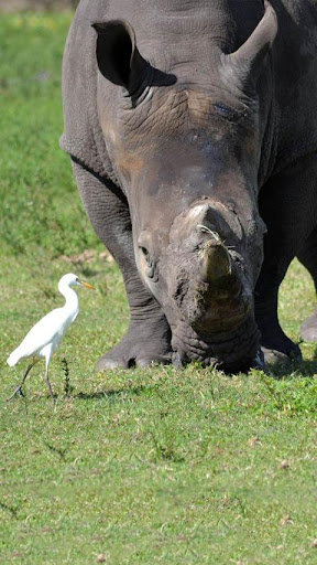 野生動物的高清動態壁紙