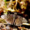 Dreamy Duskywing