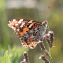 Painted Lady