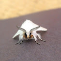 White Furry Moth