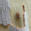 Jumping Spider