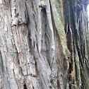 Black locust