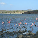 Caribbean flamingo