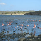 Caribbean flamingo