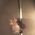 Common Gluphisia